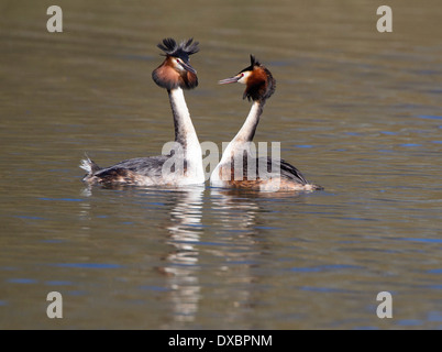 Pair of great crested grebes in courtship display; Pair of great crested grebes in courtship display;