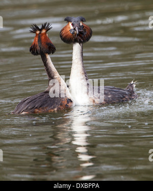 Pair of great crested grebes in courtship ritual; Pair of great crested grebes in courtship ritual;