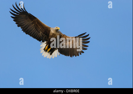 White-tailed Eagle Stock Photo