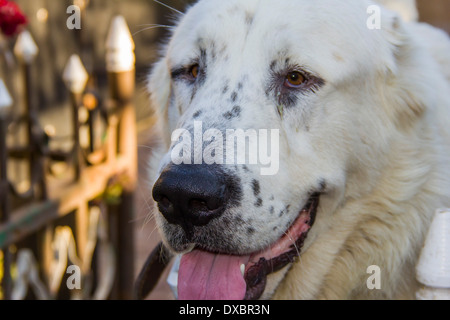 big white dog is disease Stock Photo