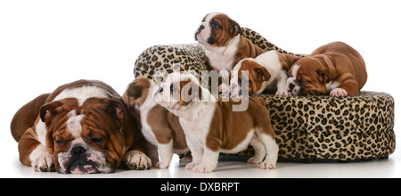 bulldog family - father and five puppies isolated on white background Stock Photo