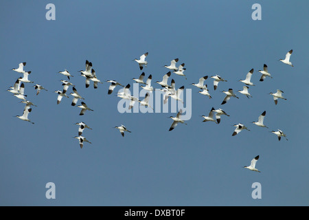 Avocet Recurvirostra avocetta in flight at Cley Nature reserve Norfolk Stock Photo