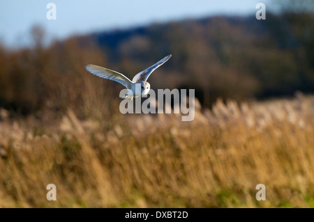 Barn Owl Tyto alba in flight over grazing marshes Stock Photo