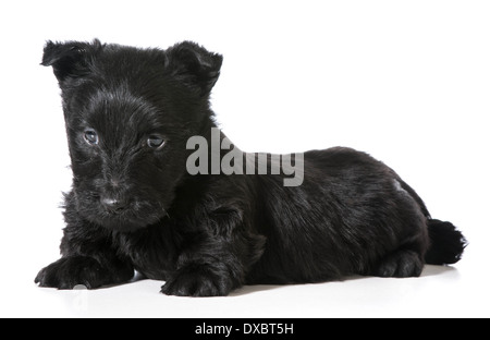 Scottish Terrier puppy isolated on white background Stock Photo