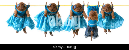 dogs on a clothesline - dogue de bordeaux puppies hanging on wash line Stock Photo