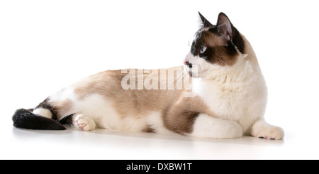 ragdoll cat laying down isolated on white background Stock Photo - Alamy