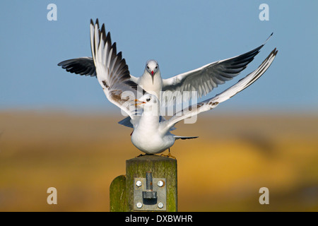Black-headed gull Larus ridibundus in winter plumage Norfolk coast Stock Photo