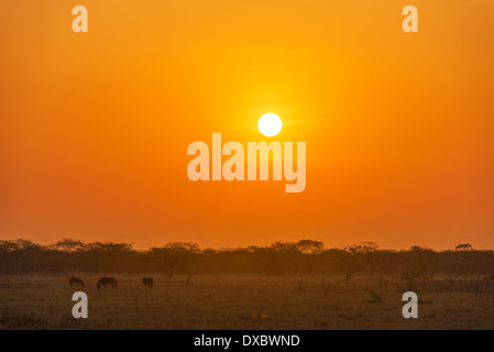 Orange sunrise on the plains of Colombia with three horses visible in the foreground Stock Photo