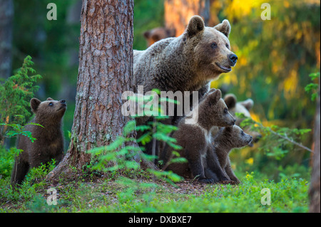 European Brown Bear Stock Photo