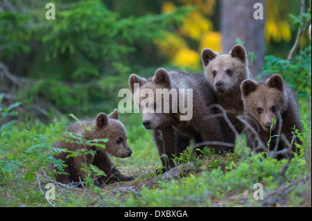 European Brown Bear Stock Photo