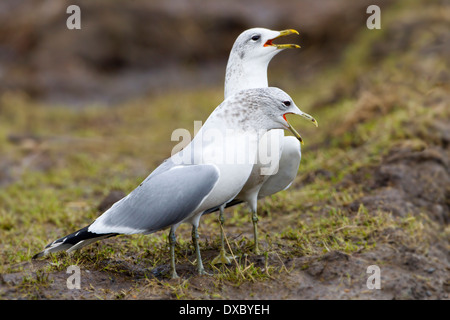 Common Gulls Larus canus a pair calling in Winter Norfolk Stock Photo