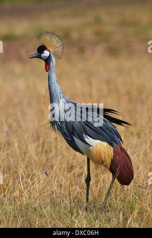 Crowned Crane in the grass in Tanzania Stock Photo