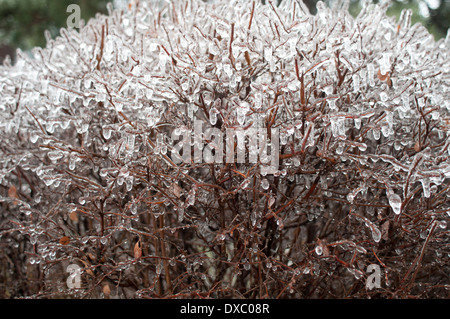 A bush is encased in ice after an ice storm in Toronto, Canada Stock Photo