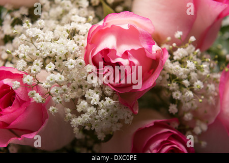 Closeup photo of pink roses and baby's breath Stock Photo