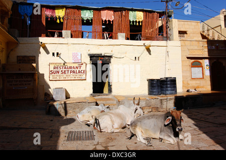 Three cows rest in front of a restaurant inside the Jaisalmer Fort. Rajasthan, India.