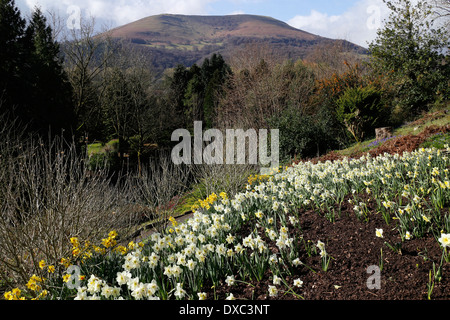 Daffodils in flower in Linda Vista Gardens with the Blorenge mountain in the distance, Abergavenny, Wales, UK Stock Photo