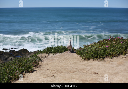 A seagull on the edge of a cliff at Bodega Head in California. Stock Photo