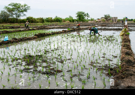 Farmers planting rice in Piura, Peru. Stock Photo