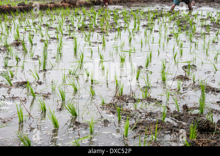 Farmers planting rice in Piura, Peru. Stock Photo