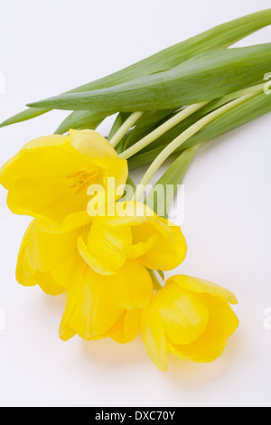 Bunch of cheerful vivid yellow tulips with green leaves lying on a grey background conceptual of spring or a gift to celebrate a special event Stock Photo