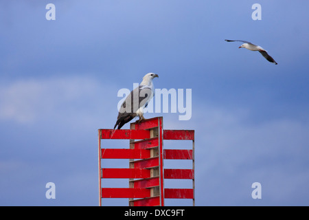 White-bellied Sea-Eagle Haliaeetus leucogaster perched on navigation pile and Silver Gull Larus novaehollandiae flying past Stock Photo