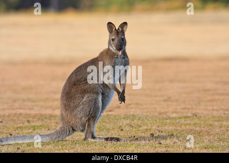 Bennett's Wallaby ( Red-necked ) Macropus rufogriseus showing tongue Stock Photo