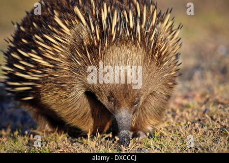 Short-beaked Echidna ( Tachyglossus aculeatus ) walking Stock Photo