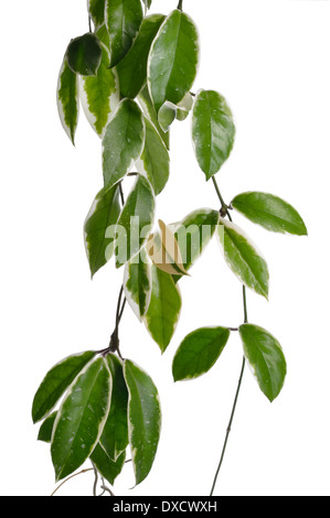 Hoya stems isolated on white background. Straight Hoya stems with white and green leaves. Tropical plant. Floral element. Stock Photo