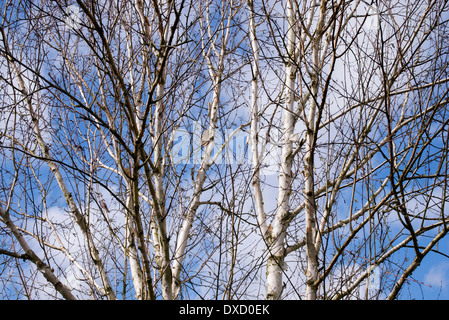 Betula Utilis. Himalayan birch trees in spring Stock Photo