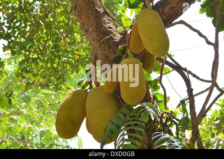 jackfruits on tree Stock Photo