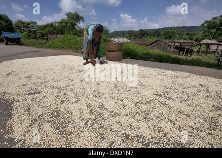 Tribal woman drying grains on road. Oraon tribe. Hundru area in Ranchi District, Jharkhand Stock Photo