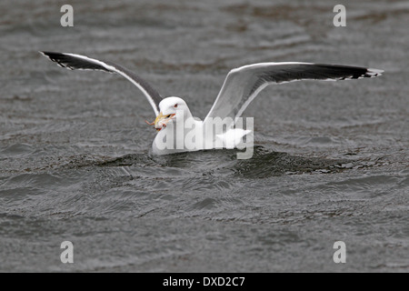 Adult Lesser Black-backed Gull eating a crab