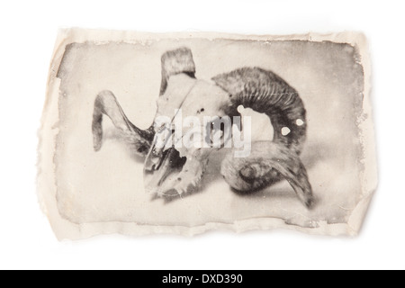 large rams skull liquid emulsion black and white print on cloth. Stock Photo