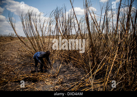 Sugar cane farm labourers harvesting sugar cane on a plantation in Malawi, Africa Stock Photo