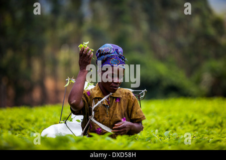 Woman tea plucker picking Fairtrade tea on a lush tea estate in Malawi, Africa Stock Photo