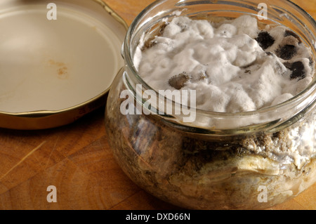 Mould growing on a jar of meat pate which was not sealed properly after production Stock Photo