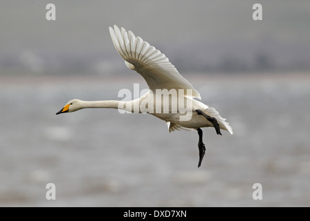 Whooper Swan in flight Scotland Stock Photo