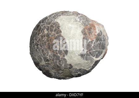 Hadrosaur Egg, Oospecies Dendroolithus Cretaceous, China Stock Photo