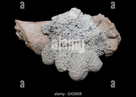 Calcite Concretion On Hippopotamus gorgops Bone, Olduvai Gorge, Tanzania Miocene Stock Photo