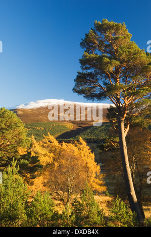 Woodland on Mar Lodge Estate in autumn, Cairngorms National Park, Deeside, Aberdeenshire, Scotland. Stock Photo