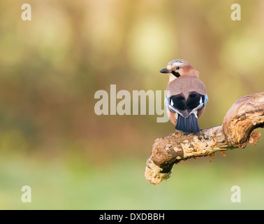 Jay (Garrulus, glandarius) perched on branch Stock Photo