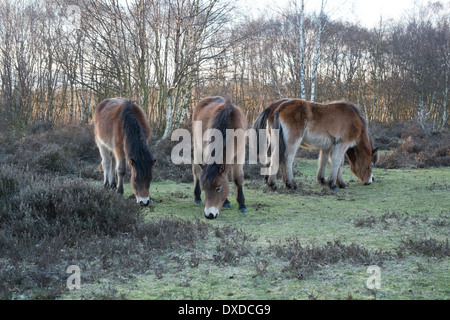 wild exmoor ponies in sutton park sutton coldfield england Stock Photo