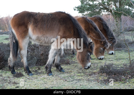 wild exmoor ponies in sutton park sutton coldfield england Stock Photo