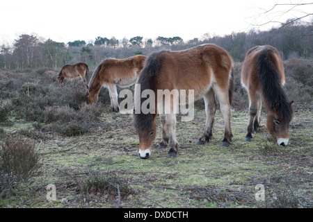 wild exmoor ponies in sutton park sutton coldfield england Stock Photo