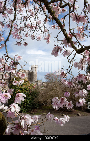 Magnolia sargentiana var robusta one of the plants at Caerhays Castle in South Cornwall, the gardens have 450 magnolia plants. Stock Photo