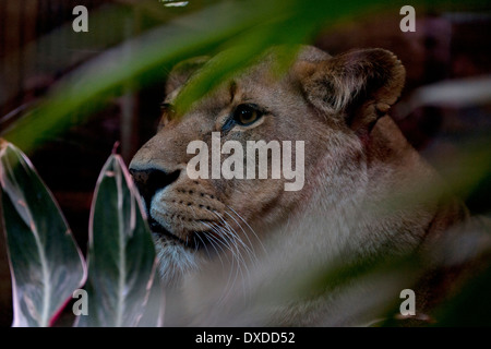 Colchester Zoo, Colchester, Essex, England. Lioness on Lion Rock. March 2014 Captive African female Lion (Lioness) on Lion Rock. Stock Photo