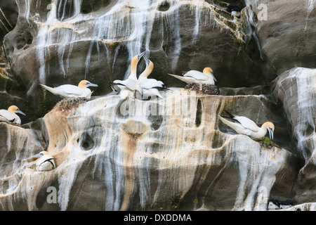 Seabird colony of Gannets on rock ledges of seacliffs during summer breeding season in May. Isle of Noss National Nature Reserve, Scotland, UK Stock Photo