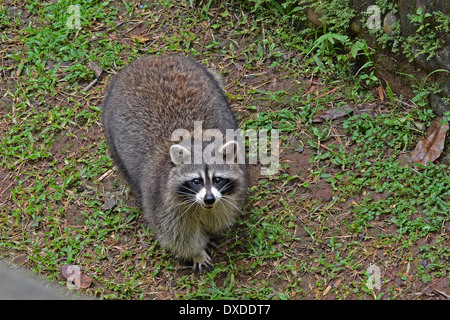 Normal Looking Racoon close up photo of a racoon Stock Photo - Alamy