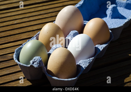 Free Range chickens eggs showing wide variation in size and colour Stock Photo