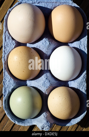 Free Range chickens eggs showing wide variation in size and colour Stock Photo